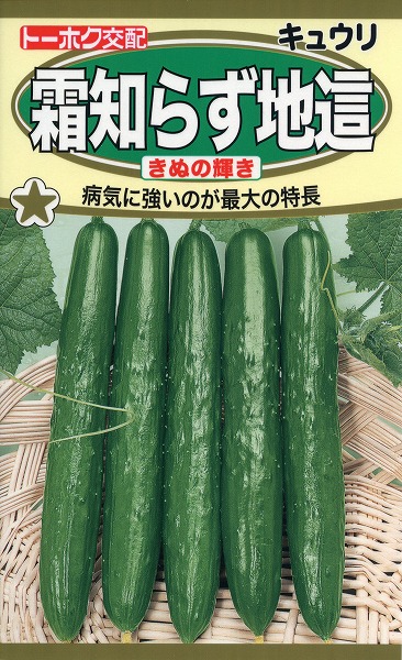 楽天市場】ハヤトウリ 種 青・白 球根・苗 つる性植物 10〜11月 : 荒川種苗