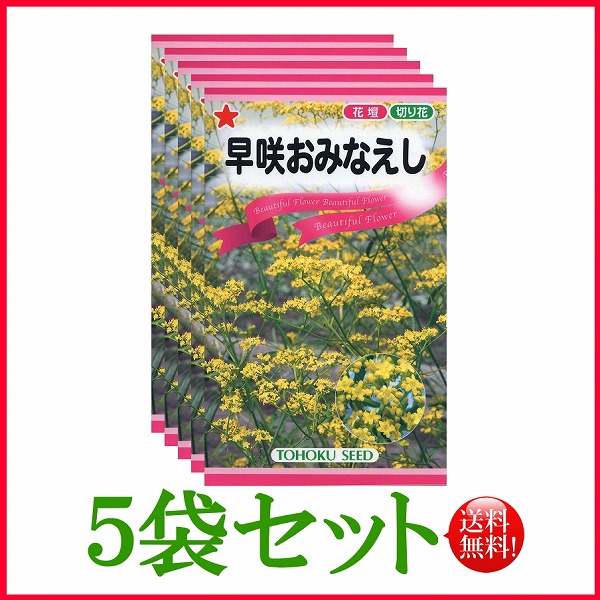 早咲おみなえし トーホク 野菜 ハーブ 草花 園芸 栽培 肥料 家庭菜園 種まき たね タネ 植物 ガーデニング ポット じょうろ 松永種苗  フタバ種苗 サカタのタネ タキイ 在庫がある商品のみ12時 土日祝を除く までのご注文で当日出荷 激安店舗