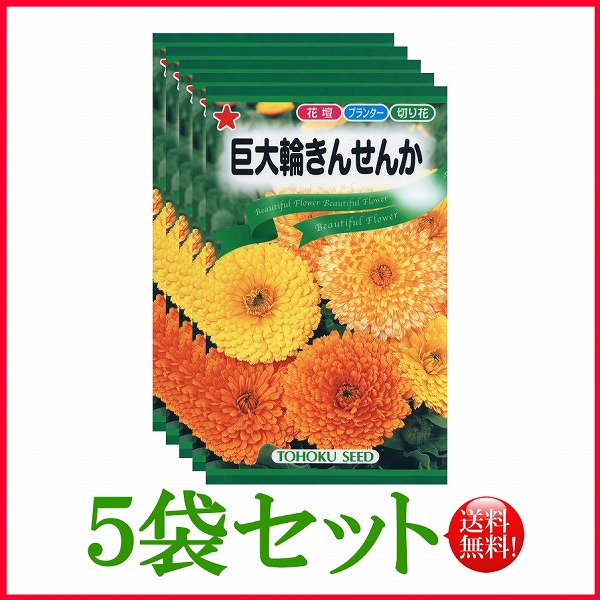 巨大輪きんせんか トーホク 野菜 ハーブ 草花 園芸 栽培 肥料 家庭菜園 種まき 種子 タネ 植物 ガーデニング ポット じょうろ 松永種苗 フタバ  サカタのタネ タキイ 在庫がある商品のみ12時 土日祝を除く までのご注文で当日出荷 国際ブランド