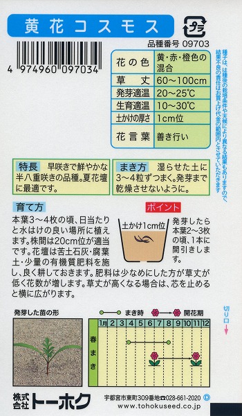 黄花コスモス トーホク 栽培 松永種苗 タネ 草花 野菜 植物 肥料 園芸 ガーデニング 家庭菜園 ハーブ 種子 苗 たね 種まき 球根