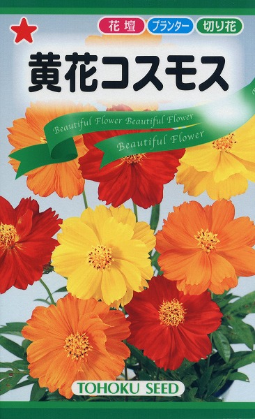 黄花コスモス トーホク 草花 種子 たね 植物 苗 肥料 野菜 球根 松永種苗 家庭菜園 ハーブ 種まき 園芸 ガーデニング タネ 栽培