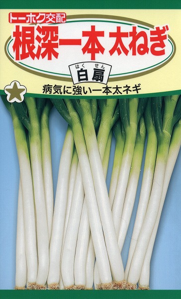 楽天市場】わけぎ 種 球根 苗 500g 植え付け約40箇所分 大粒の在来