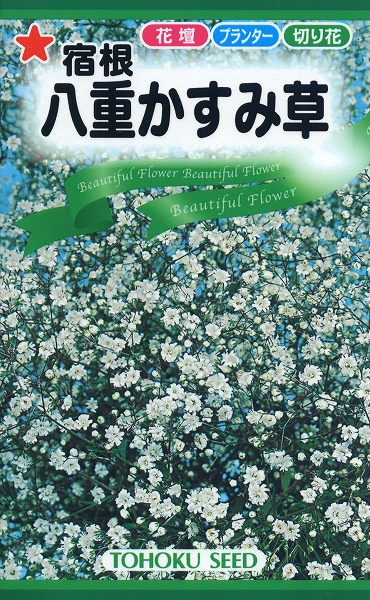 かすみ草ページ かすみ草のデザインペーパー WP13 | ポンチセ