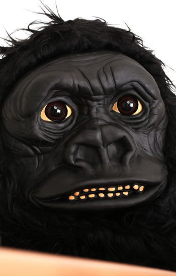 ゴリラ 動物 おもしろ 仮装 コスチューム コスプレ お笑い 爆笑 ハロウィン Gorilla Painfreepainrelief Com