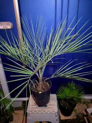 ココスヤシ　② 土上130cm 幹の太さ30cm ココスヤシ ② 土上130cm 幹の太さ30cm