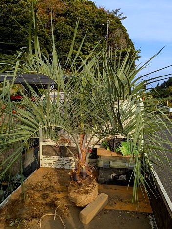 ココスヤシ　大苗 楽天市場】ヤシの木 【ココスヤシ】 1.0m 根巻き大苗 : 苗木部 by 花