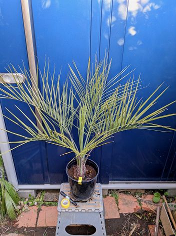 楽天市場】ヤシの木 【ココスヤシ】 1.0m 根巻き大苗 : 苗木部 by 花