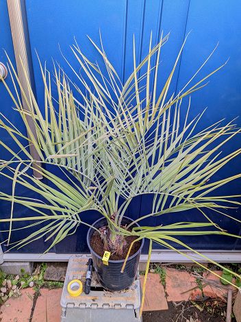 楽天市場】ヤシの木 【ココスヤシ】 1.0m 根巻き大苗 : 苗木部 by 花