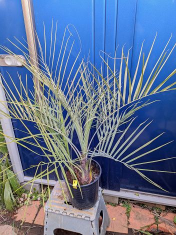 現品！≪株立ち ココスヤシ・シルバーリーフ！≫◎耐寒性ヤシの木◎