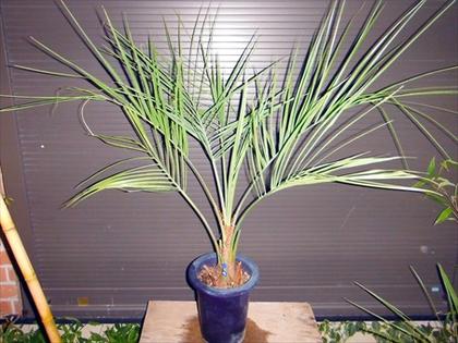 楽天市場】【根巻き】ココスヤシ 中株 苗木【V】 : 千草園芸