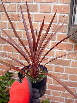 ドラセナレッドスター　赤ドラ　苗木　3株セット　高さ約70cm(現物)お買い得 楽天市場】ドラセナ コルジリネ レッドスター 3号 苗木 : 千草園芸