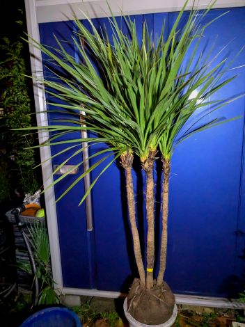 楽天市場】♪ニオイシュロラン≪ドラセナ・120≫リゾート庭木♪到着