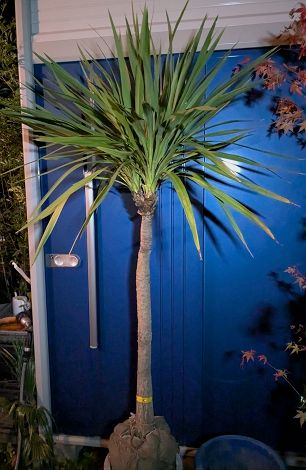 楽天市場】♪ニオイシュロラン≪ドラセナ・120≫リゾート庭木♪到着