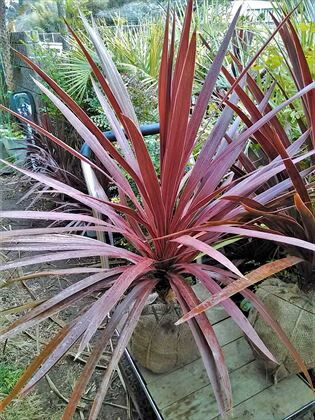 楽天市場】【現品発送】ドラセナ コルジリネ レッドスター 8号