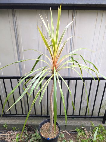 楽天市場】「現品」ドラセナ コルジリネ トーベイダズラー 苗木 W100cm