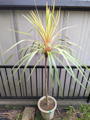 楽天市場】♪ニオイシュロラン≪ドラセナ・120≫リゾート庭木♪到着