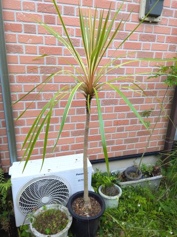 楽天市場】♪ニオイシュロラン≪ドラセナ・120≫リゾート庭木♪到着