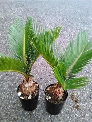 限定製作 ソテツセット 33本 植物 観葉植物 Www Qiraatafrican Com