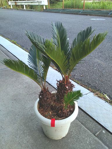 ７ ２４撮影 現品発送 花 観葉植物 本州四国 送料込 ８号 そてつ リゾート庭木 緑花木ネットストアー 観葉植物 ソテツ 株立ち 蘇鉄