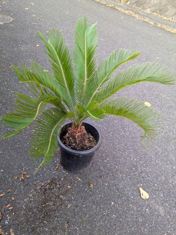 現品！蘇鉄◆ソテツ・9号植え◆そてつ◆リゾート庭木◆※到着日時指定ＯＫ！｜緑花木ネットストアー