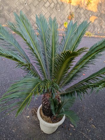 そてつ 楽天市場】【現品発送】 ソテツ 苗 【蘇鉄 （そてつ） メス株】 鉢植え