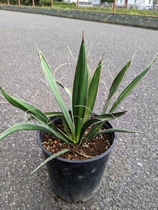 楽天市場】◇ユッカ・カルネロサーナ 実生苗◇カルネロサナ◇Yucca carnerosana（品番SS）お任せ苗！ : 緑花木ネットストアー