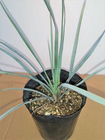 耐寒雌雄ユッカ リギダ 若木 ロストラータ近由縁種別 立て場庭木 観葉植物にも 10s Doorswindowsstairs Co Uk