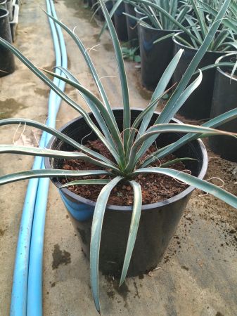 楽天市場】◇ユッカ・フィリフェラ 5号 実生苗◇Yucca filifera 楽天市場】◇ユッカ・フィリフェラ 5号 実生苗◇Yucca filifera