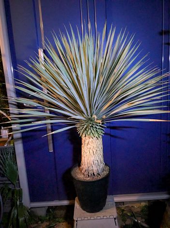 楽天市場】【現品発送】ユッカ ロストラータ 根巻き株 中株 苗木【AK