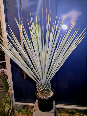 楽天市場】耐寒性 ユッカの木 苗 【ノリナ ネルソニー】 約0.9m