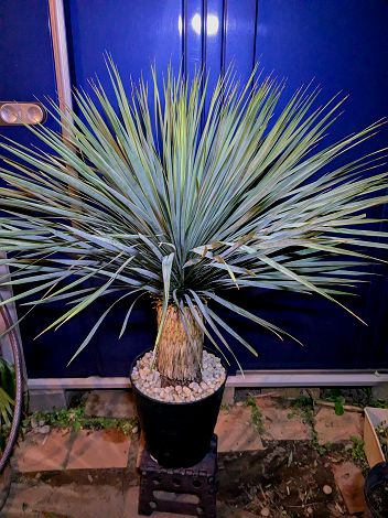 楽天市場】【ロストラータ】ユッカ 根巻き大苗 耐寒性南欧風プランツ