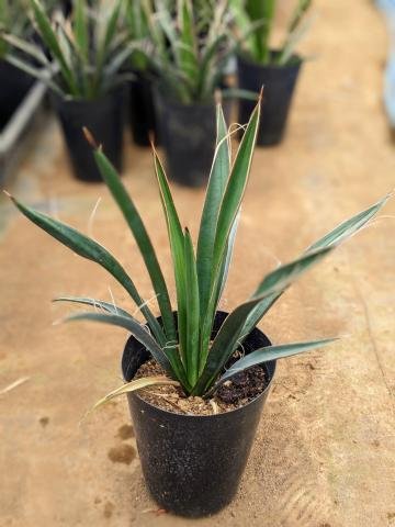 楽天市場】【希少】【送料無料】【現品】ユッカ カルネロサーナ 12号