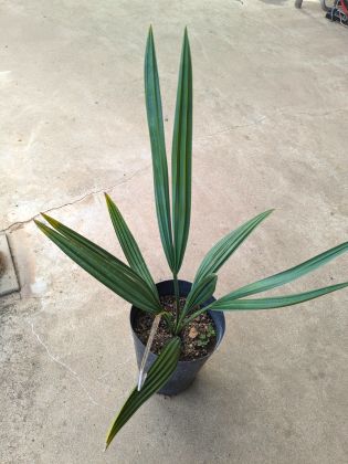 サバルヤシ　サバルパルメット５０本 Amazon｜【観葉植物／種子】Sabal Palmettoパルメットヤシ
