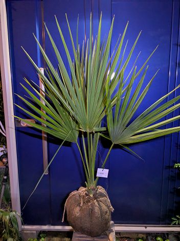 楽天市場】現品◇サバルヤシ パルメットヤシ 7号鉢植え◇ Sabal
