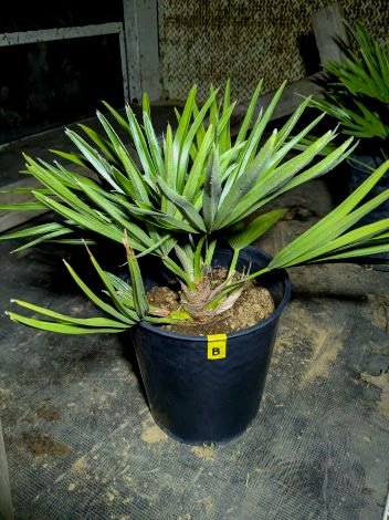 楽天市場】【現品】チャメロプス ボルケーノ 12号鉢植え【産直