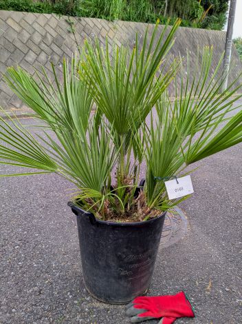 楽天市場】【現品】チャメロプス ボルケーノ 12号鉢植え【産直