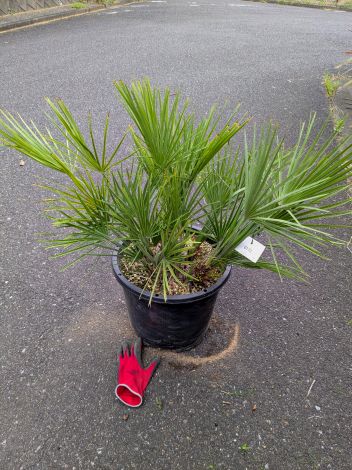 楽天市場】【現品】チャメロプス ボルケーノ 12号鉢植え【産直