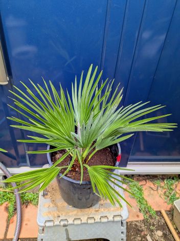 楽天市場】【現品】チャメロプス ボルケーノ 12号鉢植え【産直