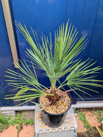 大株　チャメロップス　約150cm 幹太　チャメロプス　55 大株 チャメロップス 約150cm 幹太 チャメロプス 55 チャメロップス