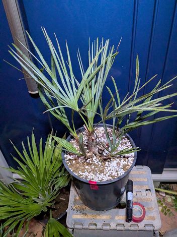 【ポッさん】チャメロプス フミリス セリフェラ チャメロプス・フミリス・セリフェラ 7号鉢 | | ドライガーデン