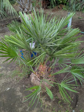 楽天市場】【現品発送】チャメロプス 根巻き 中株 苗木 F220 : 千草園芸