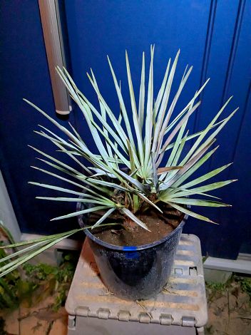 楽天市場】【現品発送】チャメロプス セリフェラ7号 苗木【AK】302