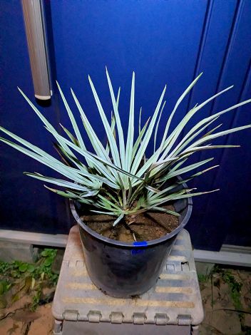 楽天市場】チャメロプス（フミリス・ボルケーノ） 10号 プラスチック鉢