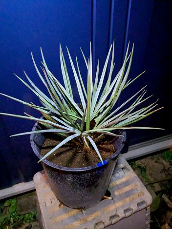 楽天市場】【現品発送】チャメロプス セリフェラ7号 苗木【AK】302