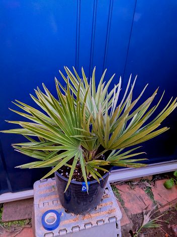 楽天市場】現品！◇チャメロプス フミリス セリフェラ◇チャメロップス