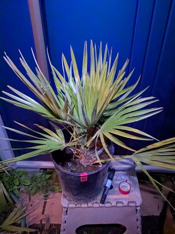 3/28撮影・現品！◇チャメロプス フミリス ボルケーノ 7号◇チャメロップス・chamaerops humilis 'Vulcano'