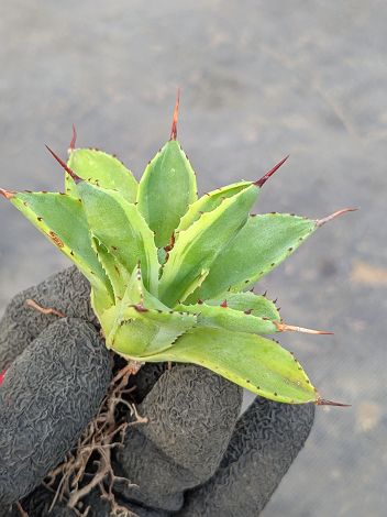 アガベ　レッドスカイライン 楽天市場】現品◇アガベ・オブスキュラ レッドスカイライン