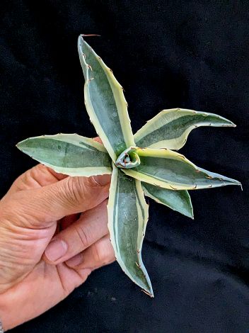 楽天市場】現品◇アガベ パラサナ インプレッショニスト 楽天市場】現品◇アガベ パラサナ インプレッショニスト