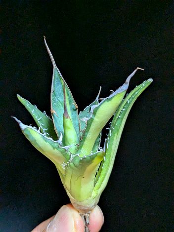 ▲10/22撮影 現品◇アガベ・ホリダ 錦 ◇ベアルート苗◇agave horrida 'Variegata'◇