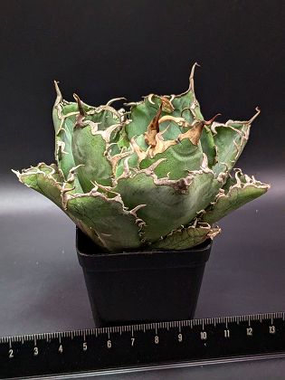 楽天市場】アガベ 白鯨 【訳アリセール品】 チタノタ 3.5号 多肉